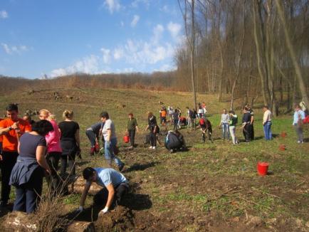 Rădăcini pentru Bihor: Sute de voluntari au împădurit județul (FOTO)