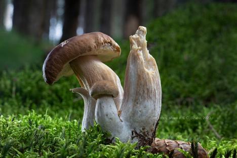 „Ciupercar” cu obiectiv: Fotograful Claudiu Szabó te învață gratis ce soiuri de ciuperci se pot consuma (FOTO)
