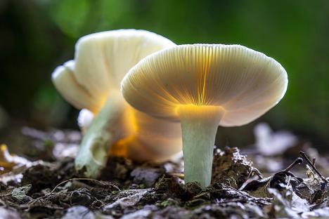„Ciupercar” cu obiectiv: Fotograful Claudiu Szabó te învață gratis ce soiuri de ciuperci se pot consuma (FOTO)