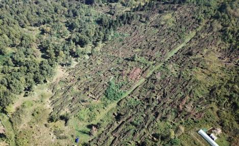 Dezastru în pădure: Bihorul, judeţul cu cele mai multe hectare de păduri distruse de vântul puternic (FOTO/VIDEO)