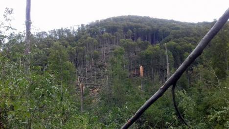 Dezastru în pădure: Bihorul, judeţul cu cele mai multe hectare de păduri distruse de vântul puternic (FOTO/VIDEO)