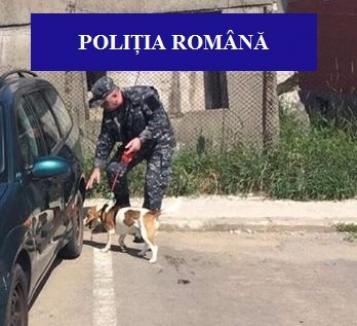 Razii de amploare în pieţele din Oradea: Poliţiştii au folosit un câine specializat în detectarea tutunului (FOTO)