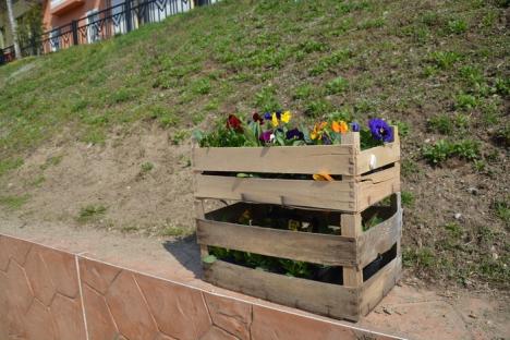 Flori, fete şi băieţi: Zeci de orădeni au plantat crizanteme, muşcate şi panseluţe pe malul Crişului (FOTO/VIDEO)