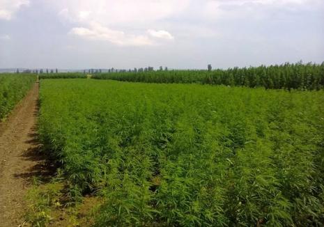 Cânepă sau marijuana? Plantaţie de 1,7 hectare de sere cu cânepă suspectă, descoperită la Săcueni