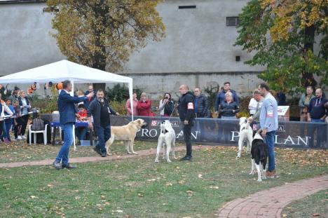 Parada câinilor, în Cetatea Oradea: Halloween Dog Show! (FOTO / VIDEO)