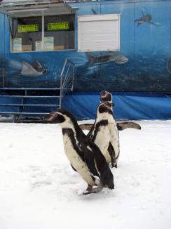 Trei pinguini s-au plimbat prin parcarea de la Lotus Center