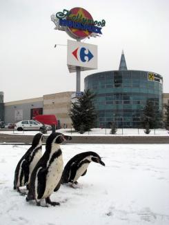Trei pinguini s-au plimbat prin parcarea de la Lotus Center