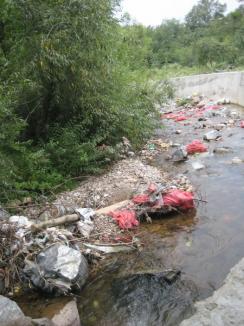 Natura batjocorită în Chişcău: Gunoaiele zac pe râul Crăiasa 