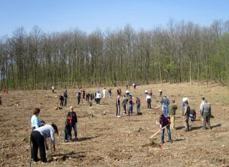 Luna plantării arborilor: 36 de hectare au fost împădurite în Bihor (FOTO)