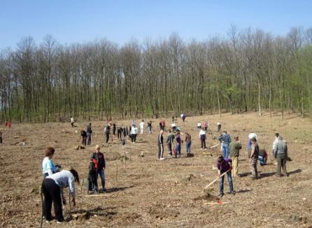 Luna plantării arborilor: 36 de hectare au fost împădurite în Bihor (FOTO)