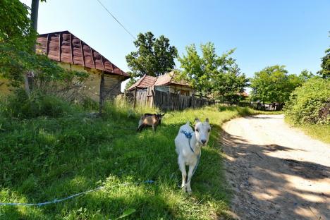 Satul ascuns: BIHOREANUL vă prezintă viața în satul Loranta, care numără doar 16 locuitori! (FOTO / VIDEO)