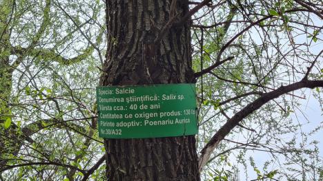 Lăsaţi Crişul verde! Primăria Oradea pregăteşte defrişări în 'plămânul' verde din centrul oraşului, în ciuda opoziţiei ecologiştilor (FOTO)
