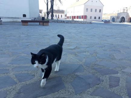 Stăpâna Cetăţii: Cum a ajuns pisica Mici cea mai îndrăgită locatară din Cetatea Oradea (FOTO)