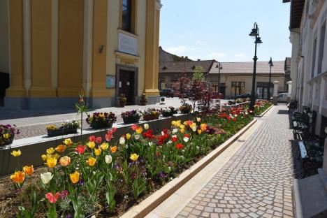 Piațetă colorată: Sute de lalele multicolore pe strada Iuliu Maniu din Oradea (FOTO)