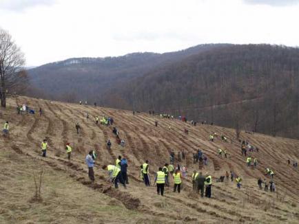 Peste 600 de voluntari au plantat mii de copaci la Roşia