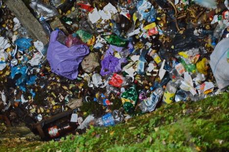 Let’s do it! Zeci de voluntari au adunat sute de saci de gunoaie din Padiş (FOTO/VIDEO)