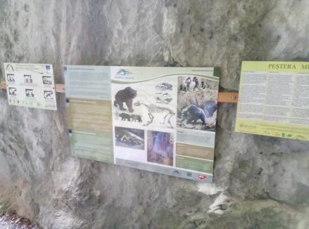 Descoperă altfel peştera Meziad! Tururi ghidate de un arheolog, în caverna din Munţii Pădurea Craiului (FOTO)