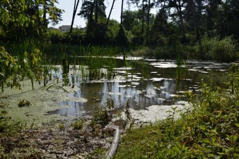 Rezervaţie în resuscitare: Asociaţiile Aqua Crisius şi World Wide Fund vor să reînvie lacul cu nuferi din Băile 1 Mai (FOTO)