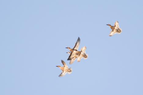 De Ziua Mondială a Păsărilor: Apel la conlucrare, pentru ca trei specii de zburătoare să cuibărească în Parcul Cefa (FOTO)