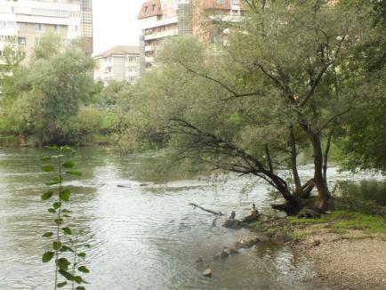 Poftiţi pe insulă! Vara viitoare, orădenii vor putea să-şi petreacă timpul liber pe insula din zona Silvaş (FOTO)