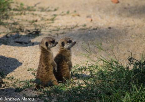 Noutăţi la Zoo Oradea: S-au născut doi pui de suricate şi urmează să sosească o zebră (FOTO/VIDEO)