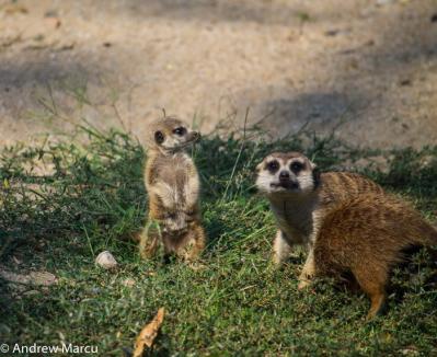 Noutăţi la Zoo Oradea: S-au născut doi pui de suricate şi urmează să sosească o zebră (FOTO/VIDEO)