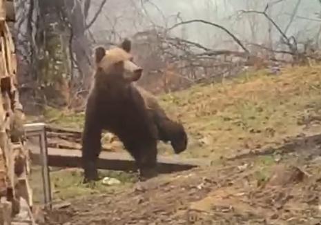 Musafir nepoftit: Urs filmat în curtea unei cabane de la Stâna de Vale (VIDEO)