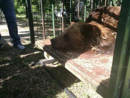 Ursoaica Pamela, 'pensionată' de la Zoo Oradea la rezervaţia de la Zărneşti (FOTO)