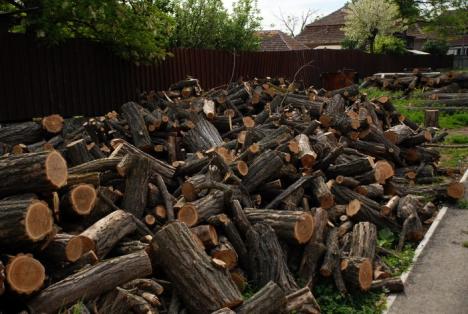 Parcul din pădure: Un primar a ras 2,6 hectare de salcâmi ca să facă un parc, deşi nu are bani (FOTO)