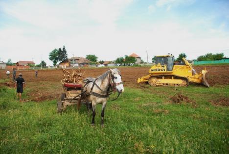 Parcul din pădure: Un primar a ras 2,6 hectare de salcâmi ca să facă un parc, deşi nu are bani (FOTO)