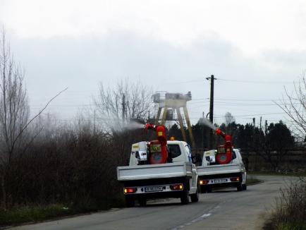 Oradea, curăţată de gângănii şi rozătoare cu tehnici noi (FOTO)