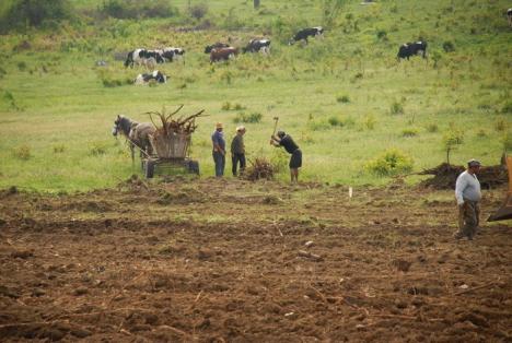 Parcul din pădure: Un primar a ras 2,6 hectare de salcâmi ca să facă un parc, deşi nu are bani (FOTO)