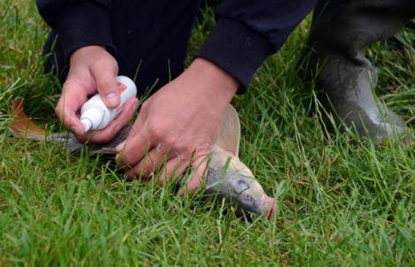 Cupa presei la pescuit a adunat ziariştii bihoreni pe marginea lacului din Husasău de Criş (FOTO)