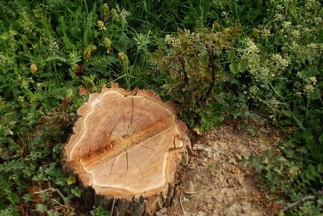 Parcul din pădure: Un primar a ras 2,6 hectare de salcâmi ca să facă un parc, deşi nu are bani (FOTO)