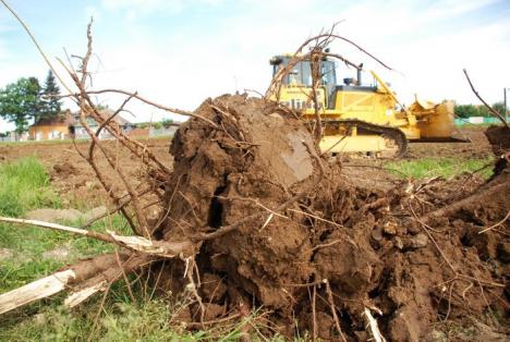 Parcul din pădure: Un primar a ras 2,6 hectare de salcâmi ca să facă un parc, deşi nu are bani (FOTO)