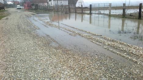 Lacustră de Bihor: Inundaţiile din Husasău scot peri albi localnicilor (FOTO)