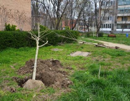 Primăria Oradea cumpără arbori ornamentali, care vor fi plantaţi până la sfârşitul lui aprilie