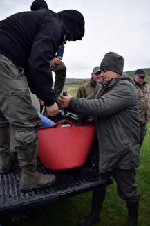 'Operaţiunea Ştiuca': 16.000 puieţi de ştiucă au fost lansaţi în apele din Bihor, inclusiv în Oradea (FOTO)
