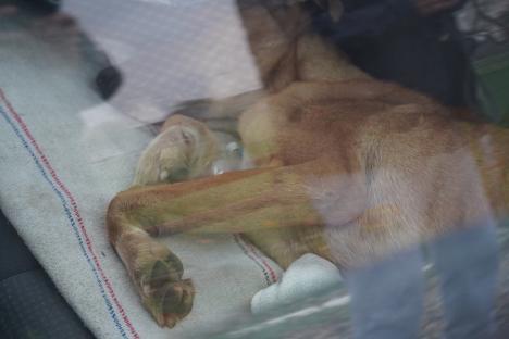 Lagărul Grivei: Cum a transformat Primăria Oradea adăpostul de câini al județului într-un lagăr de exterminare (FOTO/VIDEO)