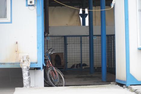 Grivei, lagărul cățeilor? Acuzații de înfometare în adăpostul public al Oradiei. Poliția Animalelor a descins în control (FOTO/VIDEO)