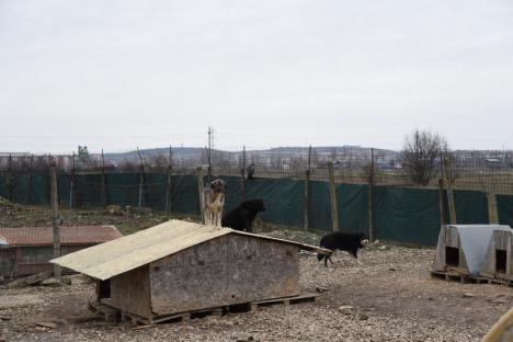 Grivei... în creştere: Adăpostul Grivei din Oradea va prelua câini fără stăpân din tot judeţul (FOTO)