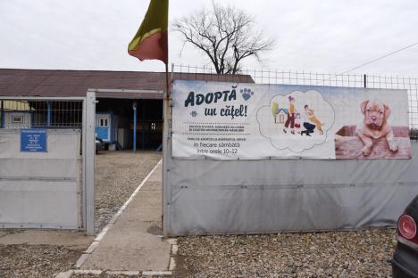 Grivei... în creştere: Adăpostul Grivei din Oradea va prelua câini fără stăpân din tot judeţul (FOTO)