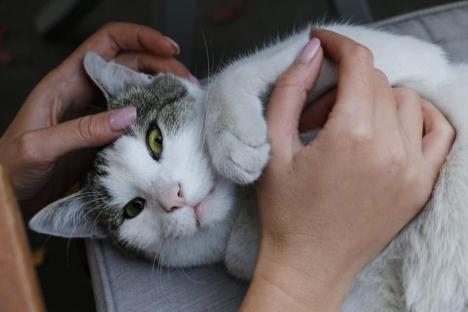 Casa felinelor: Singurul adăpost pentru pisici din Oradea are nevoie de o casă nouă (FOTO)