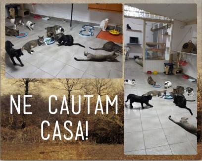 Casa felinelor: Singurul adăpost pentru pisici din Oradea are nevoie de o casă nouă (FOTO)