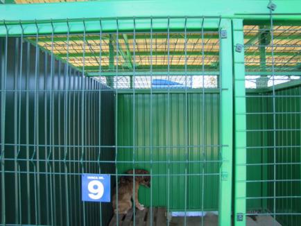 Adăpostul pentru câinii fără stăpân din Aleșd, primul din județ după cel din Oradea, are primii „locatari” (FOTO)