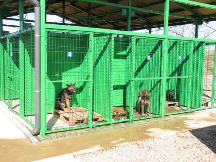 Adăpostul pentru câinii fără stăpân din Aleșd, primul din județ după cel din Oradea, are primii „locatari” (FOTO)