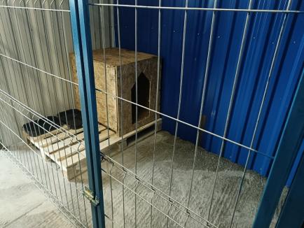 Închis de autorități pentru că semăna cu un lagăr, Adăpostul Grivei și-a reluat activitatea, cu mai multe boxe pentru câinii vagabonzi (FOTO)