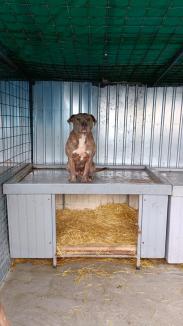 Închis de autorități pentru că semăna cu un lagăr, Adăpostul Grivei și-a reluat activitatea, cu mai multe boxe pentru câinii vagabonzi (FOTO)