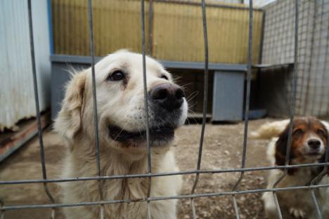 'Sperăm să ne mutăm': Cum arată adăpostul Grivei din Oradea, la un an de la scandalul înfometării câinilor (FOTO/VIDEO)