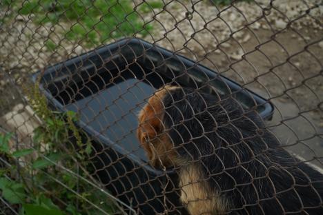 'Sperăm să ne mutăm': Cum arată adăpostul Grivei din Oradea, la un an de la scandalul înfometării câinilor (FOTO/VIDEO)